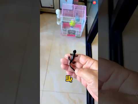 حاول يرجعه لبيته.. لكن اللي حصل صدمهم! 🦎
