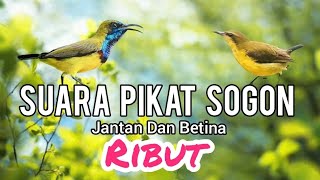 Download lagu SUARA PIKAT SOGON JANTAN DAN BETINA RIBUT mp3