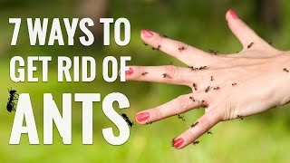 7 Genius Ways to Get Rid of ANTS!