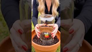 This is the secret to growing perfect strawberries at home! 🍓🍓🍓