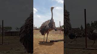 Download lagu The beauty of Zimbabwe nature and wildlife # Zim Ostrich mp3