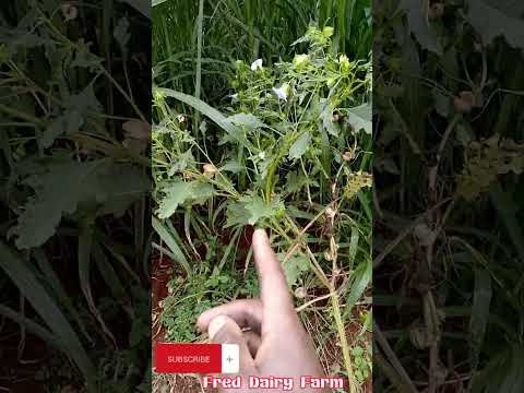 Datura A very Poisonous Plant for Livestock