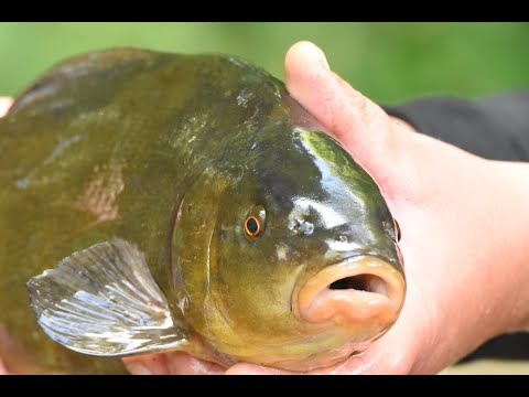 Angeln 2020 - Schleienangeln in der Laichzeit