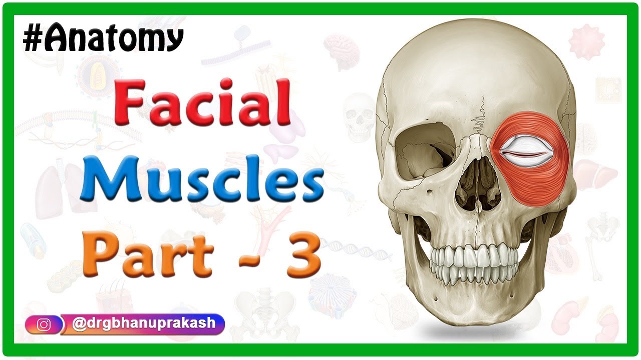 Facial muscles Anatomy animation Part 3 : Orbital & Nasal group