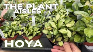2025 Hoya Plant Aisle || The Plant Aisles Season 2 Episode 1