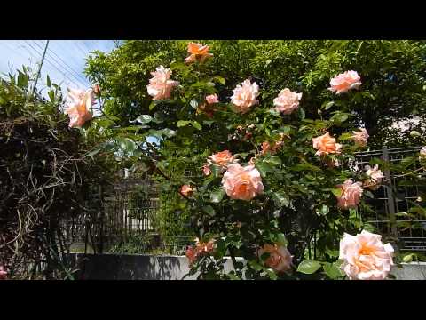 つるバラ「コンパッション」 植物