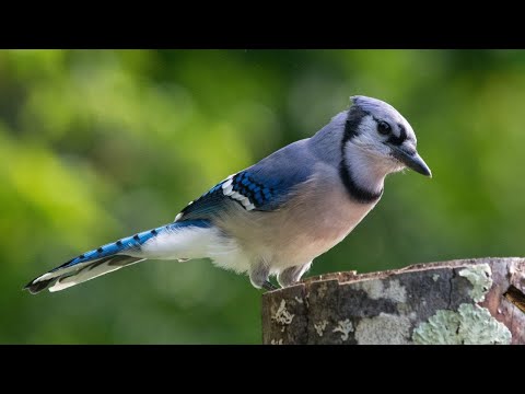Blue Jay Sounds | Blue Jay Calls | Blue Jay Sound Effect | Blue Jay Singing
