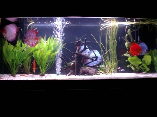 Fish Discus aquarium Tank Paletki Dyskowce 240l