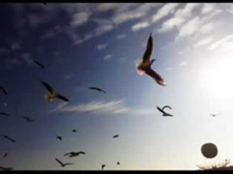 Jan Axîn - Delal (Official YouTube Channel)