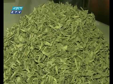 ঠাঁকুরগাওয়ে স্টেভিয়া চাষের বাণিজ্যিক সম্ভাবনা