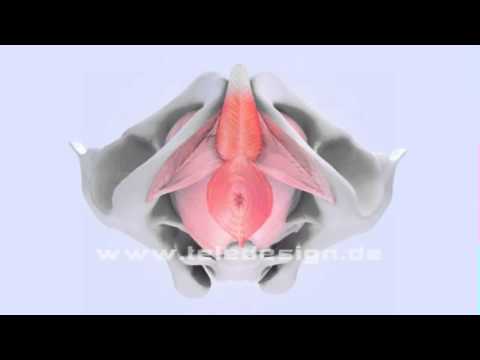 Benigner Prostatahyperplasie Volk Chinesische Kapseln Prostatitis