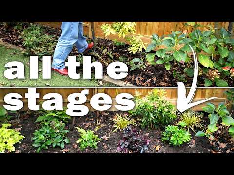 How to plan and plant up a successful shady border