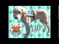 Comfort Dog Lily S First Year