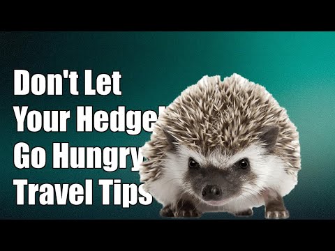 Don't Let Your Hedgehog Go Hungry: Essential Travel Feeding Tips!