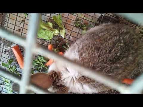 dacă animalele  mele  ar vorbi                 ep 2♡☆♧