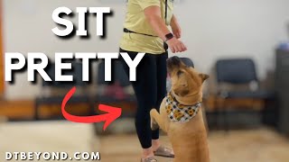How To Teach Your Dog to Sit Pretty - The Easy Way