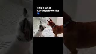 We Love and Live for these beautiful updates from our adopters β€οΈ We Love and Live for these beautiful updates from our adopters β€οΈ