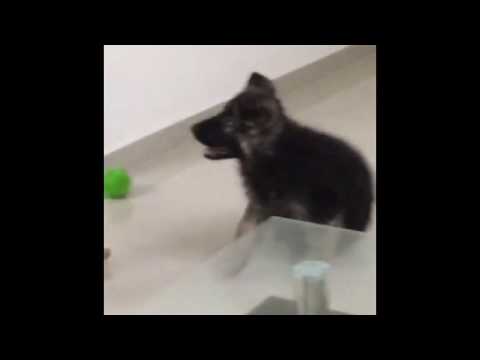 Zero, 8 Weeks Old GSD Puppy , Obedience Training 1