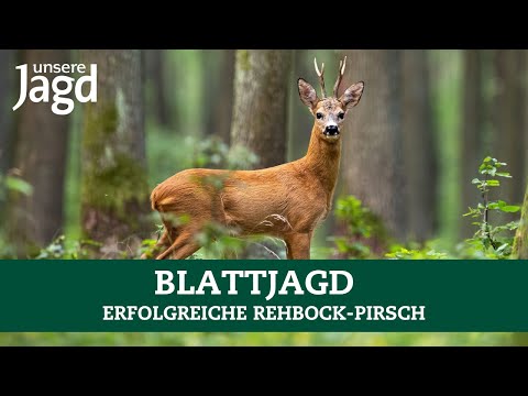 Two roebucks killed while rutting | Roe deer | Rutting | Rutting season | Hunting practice | Roe ...
