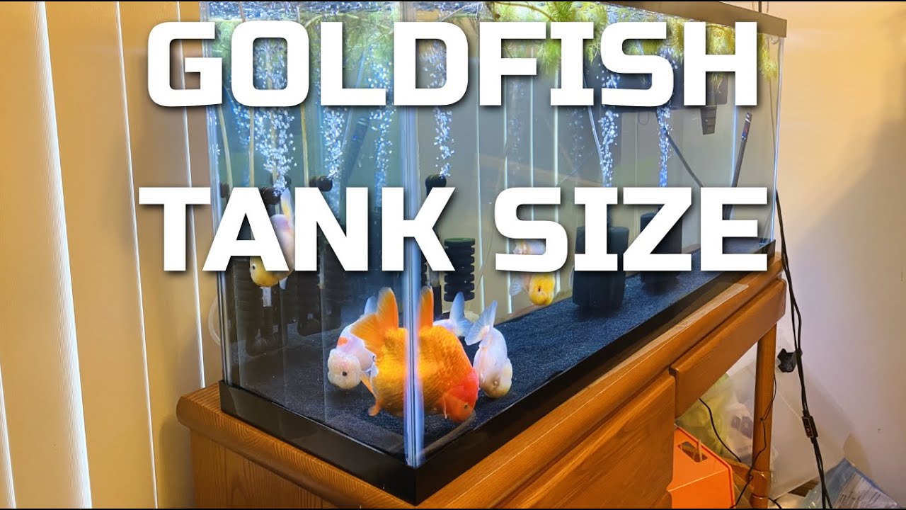 How big of a tank do I need for 2 goldfish?