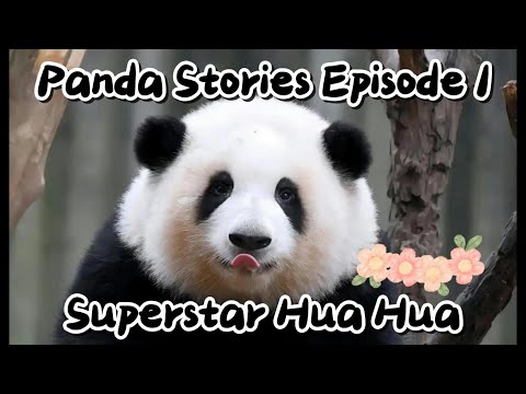 Panda Stories Episode 1-Superstar Hua Hua