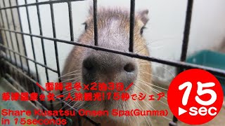 草津温泉を雪降る冬に、女ひとり旅で【2泊3日】で、観光したから、15秒でシェアするよ。Share Kusatsu Onsen Spa in 15seconds.