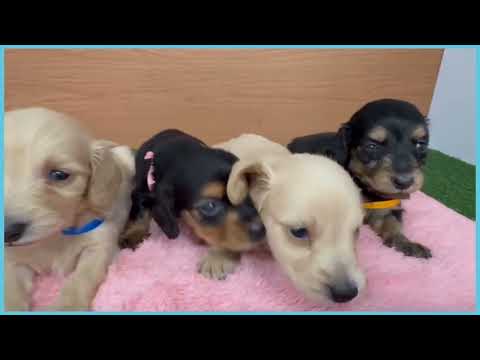 720901 Ｍ・ダックスフンド