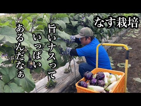 黒いナス科 植物