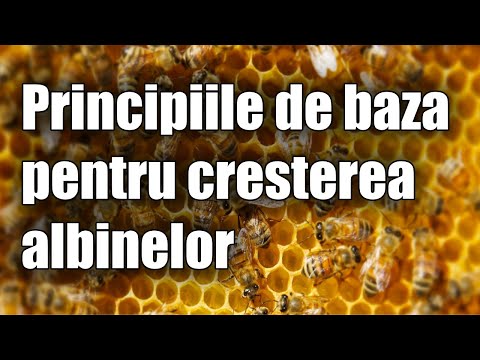 Principiile de baza pentru cresterea albinelor in Romania