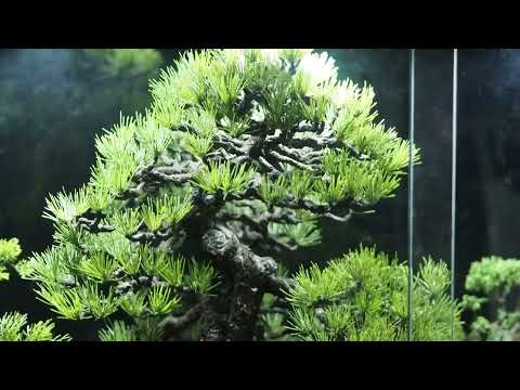 Artificial Black Pine Bonsai by Punditbonsai​ ver.2023
