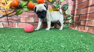 パグの動画01