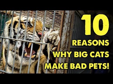 10 Reasons Why BIG CATS Make BAD PETS!