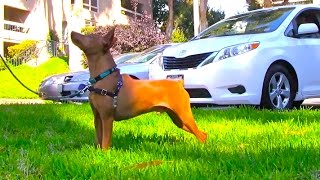 Miniature Pinscher: Training for Reactive Dog