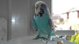 On Revival Day - Judith Durham