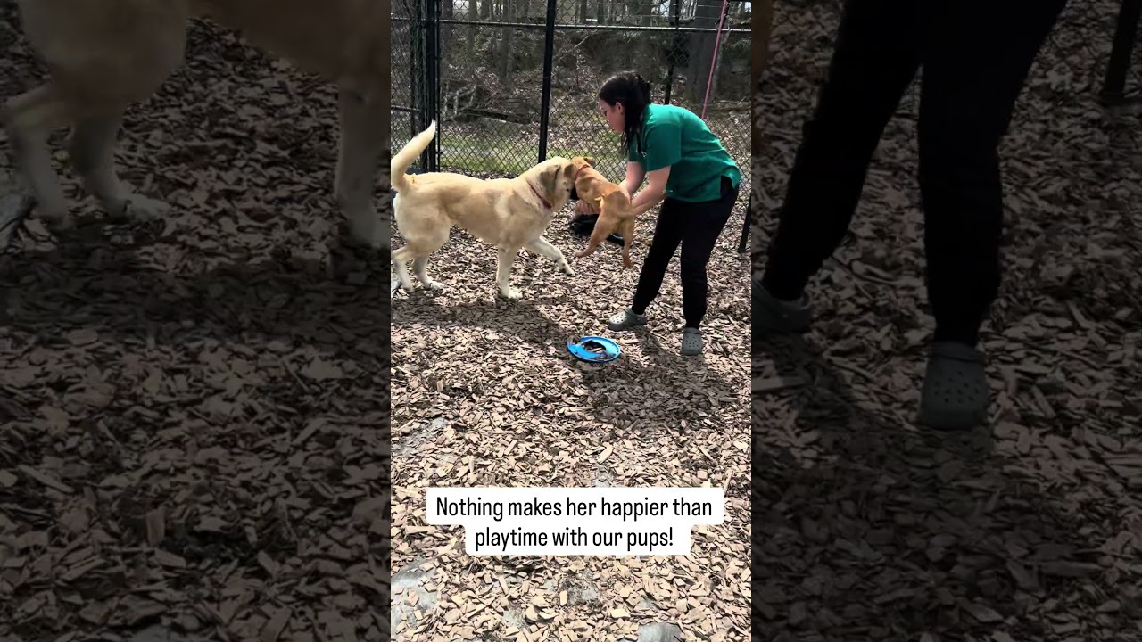 Enlarge Tonka, a ADOPTABLE mixed breed in Accident, MD video 6/6