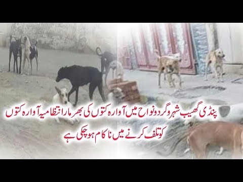 پنڈی گھیب شہر و گردونواح میں آوارہ کتوں کی بھرمار