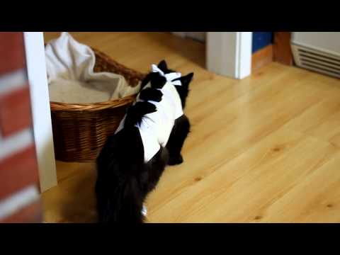 Sterilisert katt våkner igjen ;-)