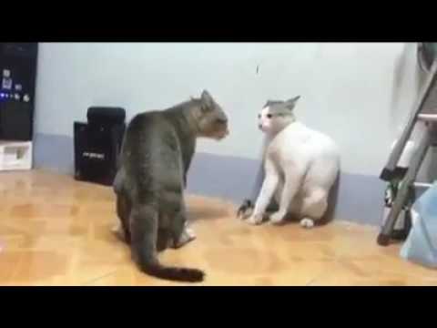 CATS 🐱 FIGHT WW. F.
