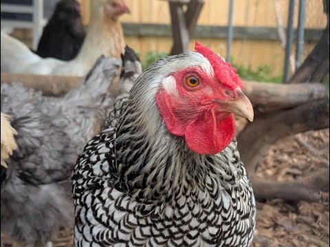 Backyard Chicken Cam