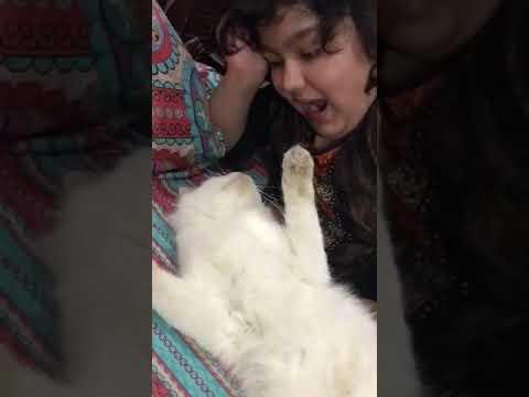 Snowbell and Me || Cute and Playful Cat || My Pet Cat || Doaa’s Diary