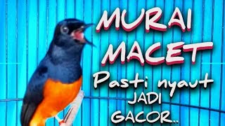 Download lagu Cukup Sekali Pancing, Murai Batu Anda Bakal Langsung Emosi! Pancingan burung murai batu gacor mp3