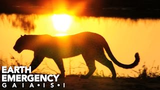 Earth Emergency - G A I A • I S • I [CLIMATE CHANGE MUSIC VIDEO]