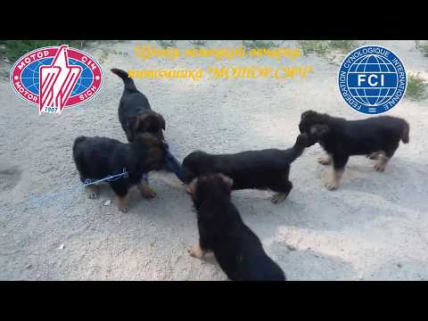 Щенки немецкой овчарки возраст 44 дня.Развития инстинкта добычи.German shepherd puppies age 44 days.