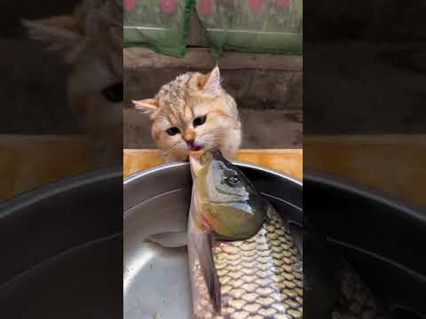 Cat lover #shorts #youtubeshorts