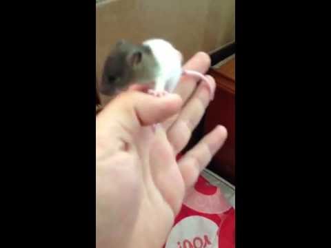Baby Fancy Rat (Rattus norvegicus) Handling