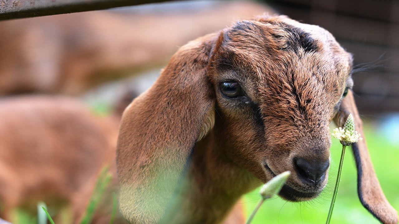 Goats - Champions at Clearing Brush from Native Grasslands