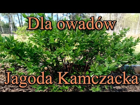 Ogrodowe pierdamony 50 - dla owadów jagoda kamczacka