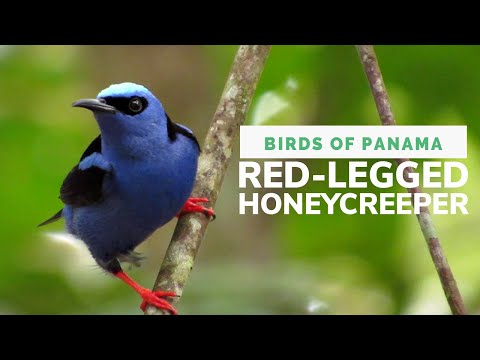 Red-legged Honeycreeper: Range, Bright Male, Greenish Female & Striking Tropical Plumage