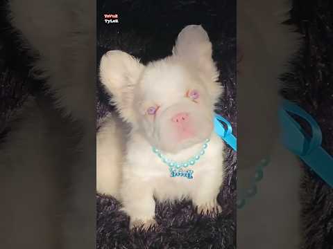 Sana küçük süs köpeği verdiler
