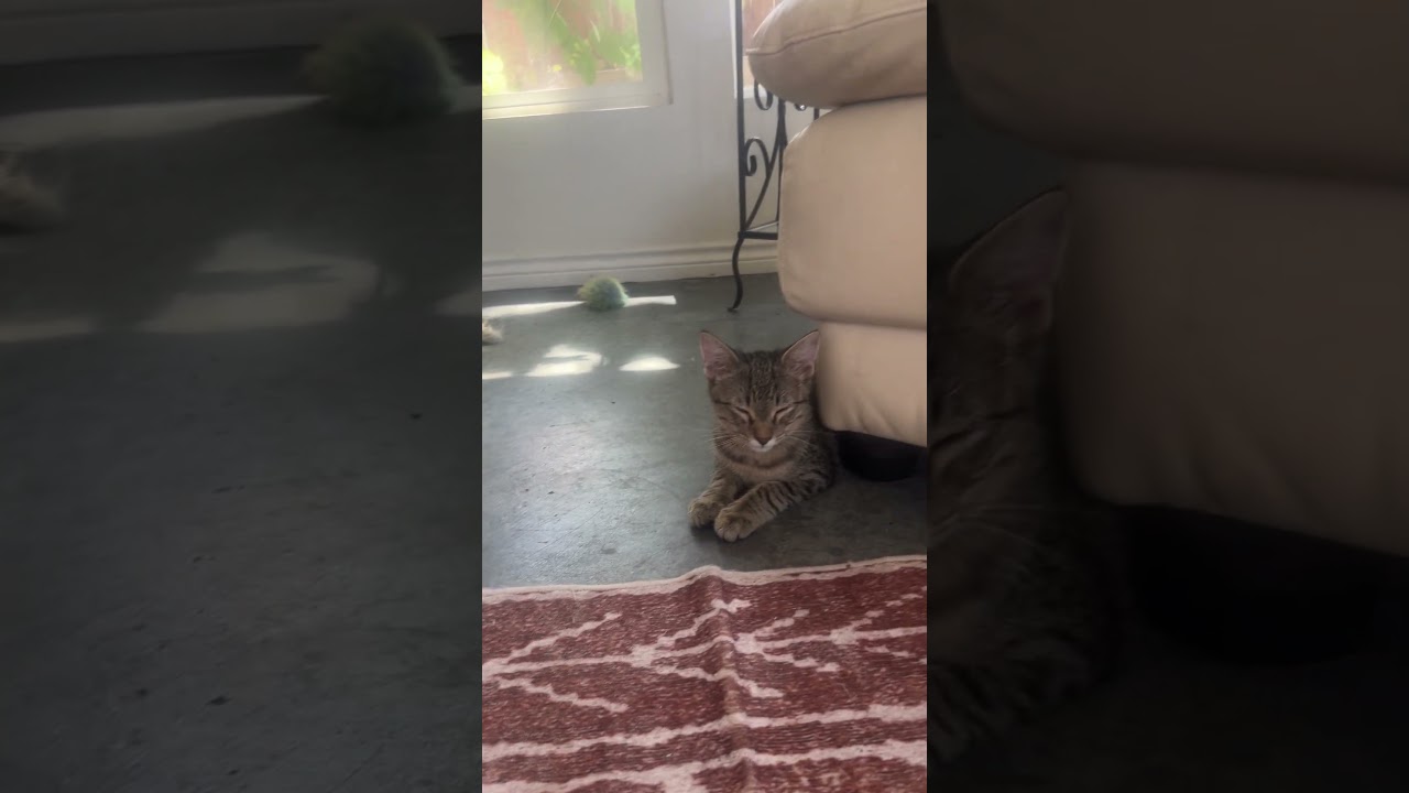 Oliver (Dog Friendly), a ADOPTABLE Tabby in North Richland Hills, TX video 4/6